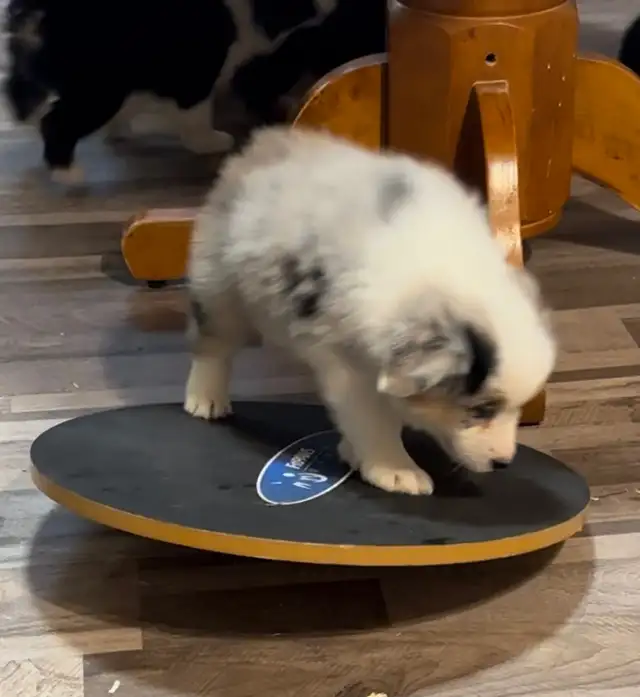 CKC Miniature American Shepherd (AKA : Mini Aussie)  in Dogs & Puppies for Rehoming in Napanee - Image 8