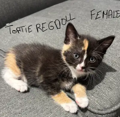 Exclusive Regdoll kittens, View more