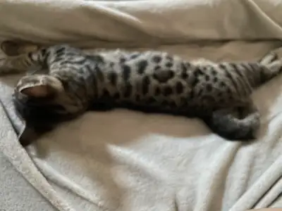 beau bébé bengal mâle , View more