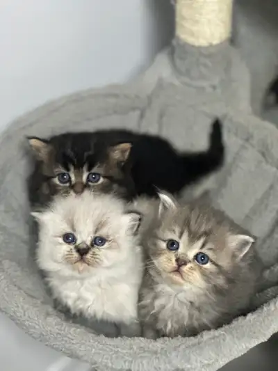 Himalayan & Persian Kittens/Chatons Himalayen-Persan, View more