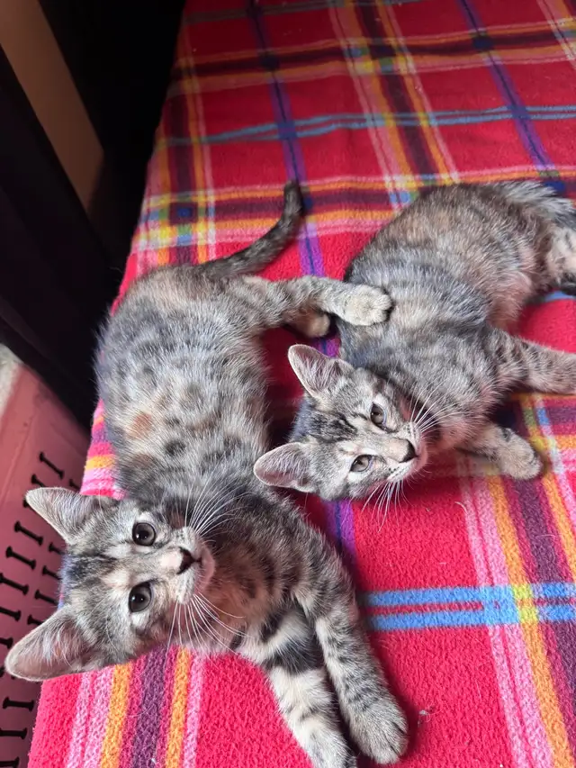 Bengal mixed adorable kittens in Cats & Kittens for Rehoming in City of Montréal - Image 4