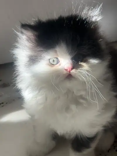 Il me reste seulement un adorable chaton persan mâle de race pure . Il est propre , indépendant et p...