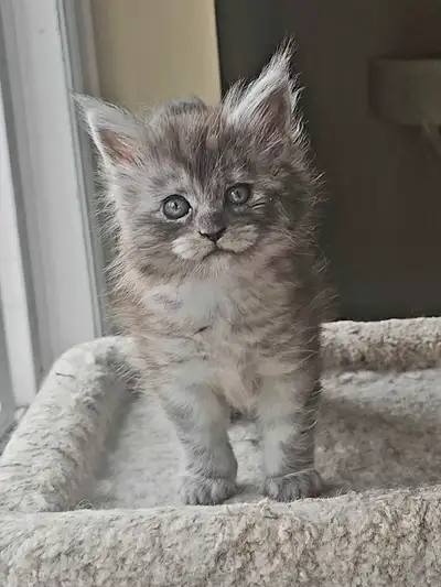 Maine Coon Kitten, View more