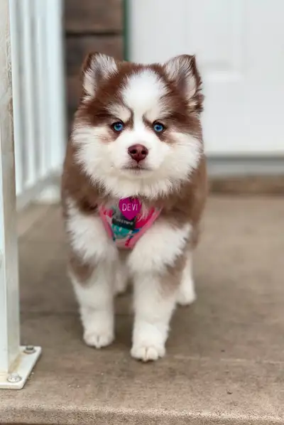 TK Pomskies has waitlist is open! Photos are of past puppies that are related to our coming and curr...