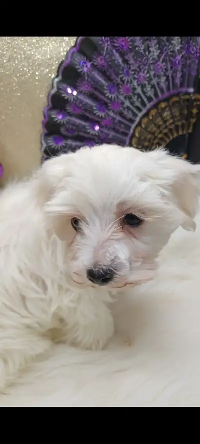 MALTESE BABY PUPPIES, View more