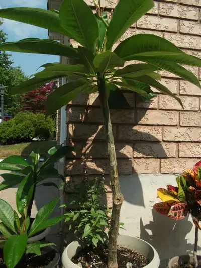 Plumeria Plant (Frangipani) currently in blooming . about 4.5 fe, View more