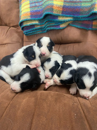 Border Collie puppies registered 
