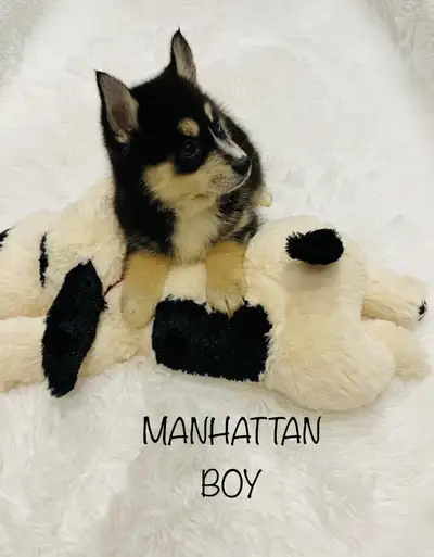 ❤️One Boy is Available❤️ Delivery is available! I do not respond on Kjiji Please text number below 7...