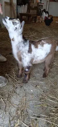 Nigerian dwarf goat - doeling