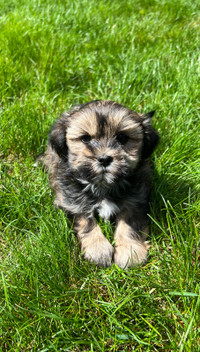 Two Beautiful Morkie Puppies Left