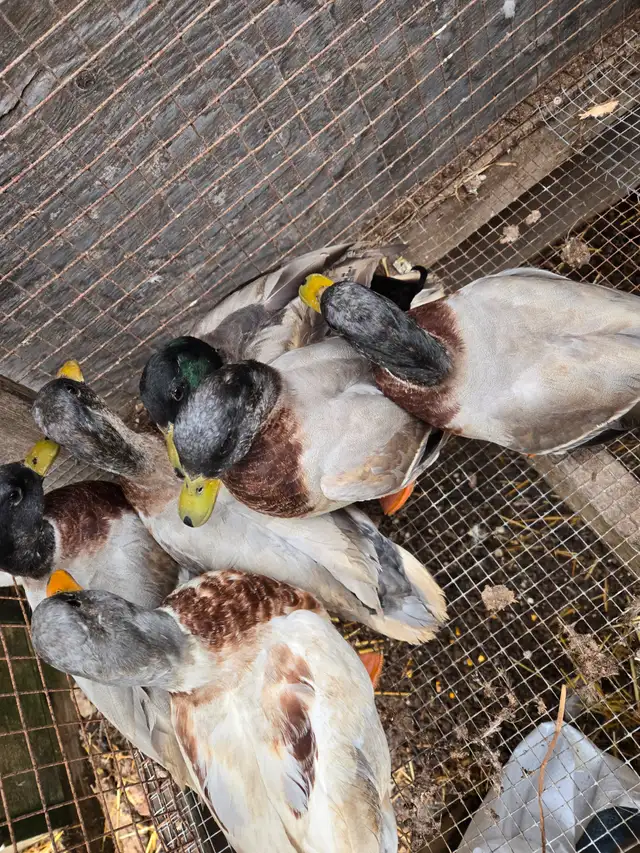 Male call ducks in Livestock in Hamilton - Image 4