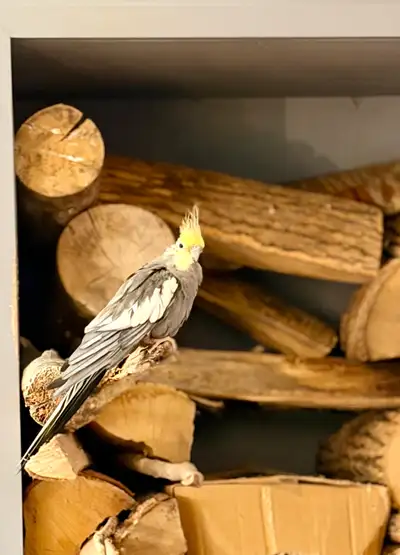cockatiel à adopter , View more