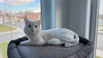 chat à vendre 200$, View more