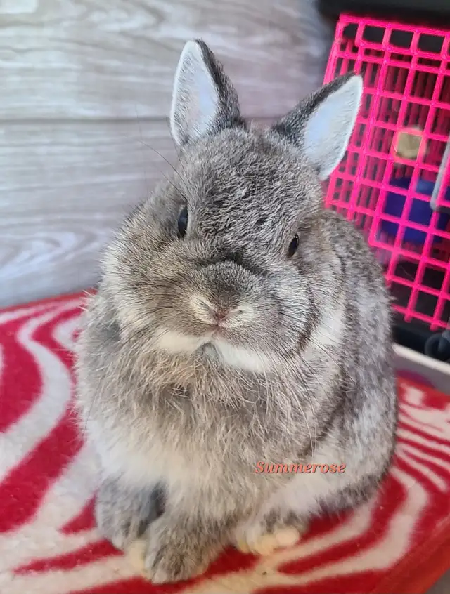 Netherland Dwarf Bunny in Small Animals for Rehoming in Kingston - Image 3