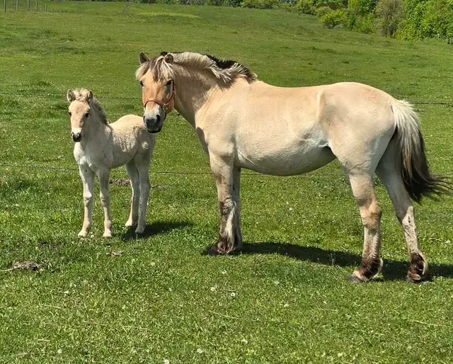 Registered Norwegian Fjord Colt in Horses & Ponies for Rehoming in Owen Sound - Image 9
