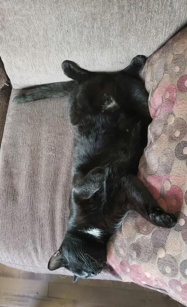 Beautiful Lost Kitty Cat--Needs to Get Home in Lost & Found in Edmonton - Image 6