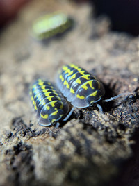 Isopods and Orange Springtails for Sale