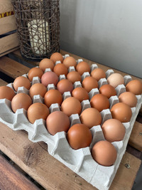 Free range eggs