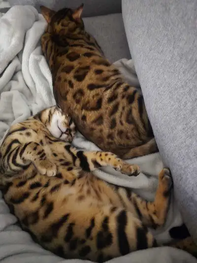 Bengal kittens , View more