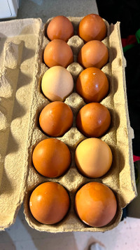 Fertilized chicken eggs