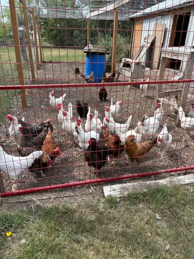 laying hens , View more