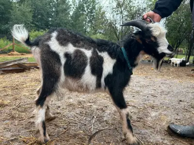 Nigerian dwarf wethers, View more