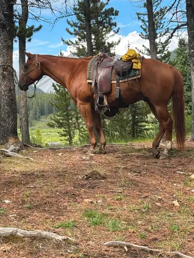 12 yr old gelding, View more