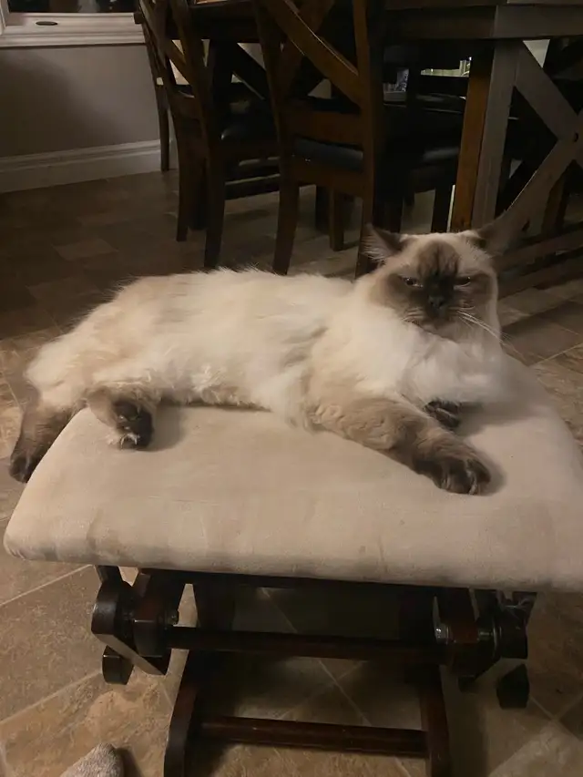 male neutered ragdoll cat