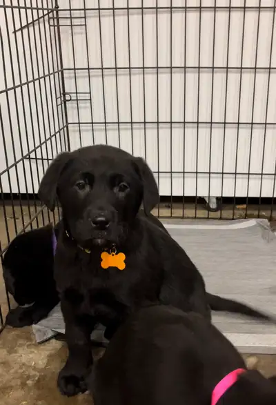 Labrador Retriever Puppies, View more
