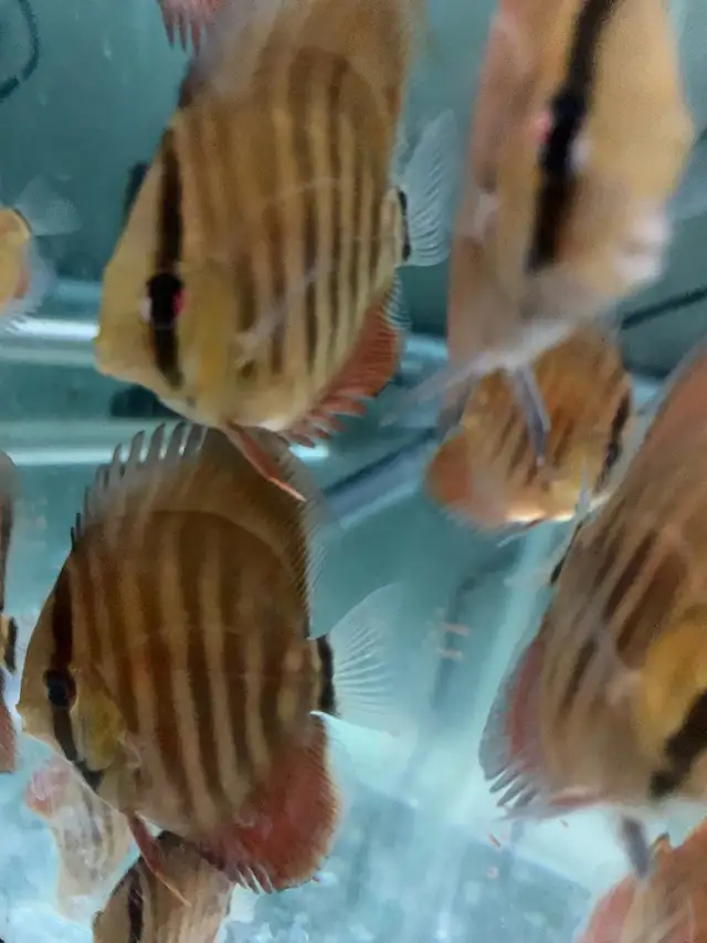 Update: Tons of baby Discus fish for sale now all 10$ in Fish for Rehoming in Mississauga / Peel Region - Image 6