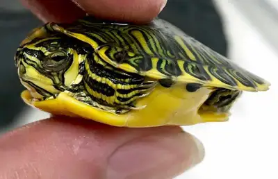 Baby Yellow Bellied Turtle, View more