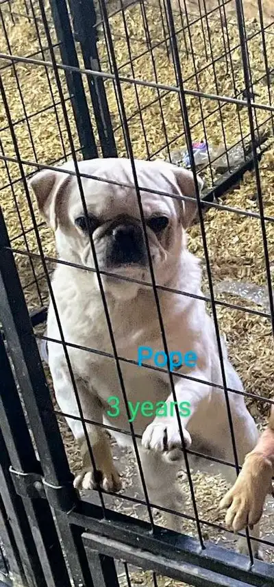 Pugs needing new homes.., View more