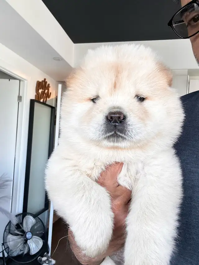 Chow Chow puppies Ready to go in Dogs & Puppies for Rehoming in Oakville / Halton Region - Image 2