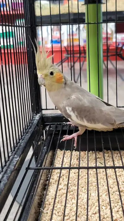 female cockatiel, View more