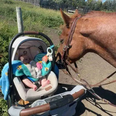iso companion horse, View more