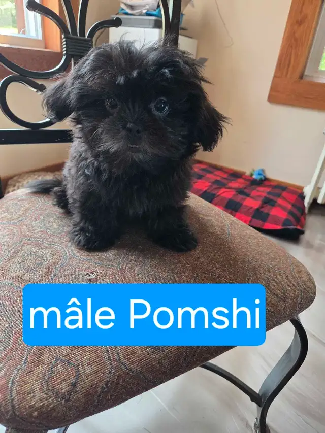 adorables pomshi a vendre in Dogs & Puppies for Rehoming in Gatineau - Image 3
