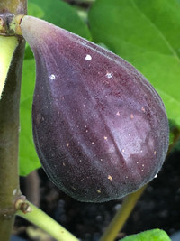 Fig tree 