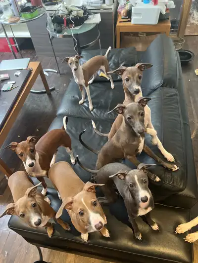Italian Greyhound Puppies, View more