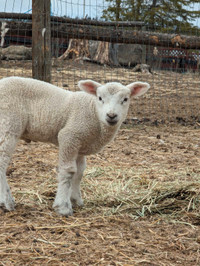 Texel/Suffolk Ram Lamb