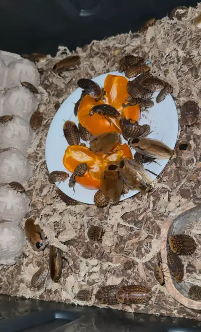 Hello, I am selling starter colonies or just individual feeder discoid roaches. Prices are $50 for a...