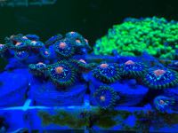PinWheel Zoas Corals Reef Saltwater SPS LPS Zoa Polyps Aquarium