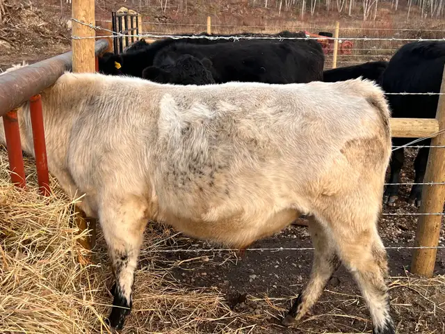 pure bred speckle park yearling bull in Livestock in Quesnel - Image 3