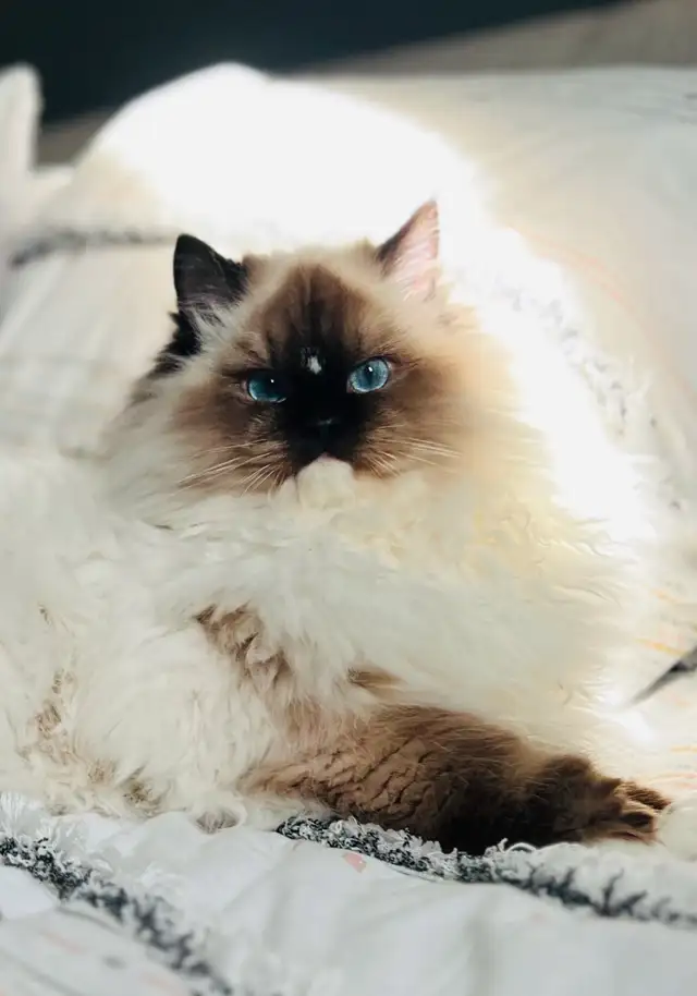 Chatons Ragdoll (pure race)❤️Scottish(pure race)❤️males et feme in Cats & Kittens for Rehoming in Laval / North Shore - Image 6