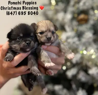 NEW POMCHI PUPPIES - GORGEOUS HIGH QUALITY PARENTS, View more