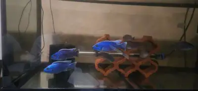 African cichlids electric blue haps, View more