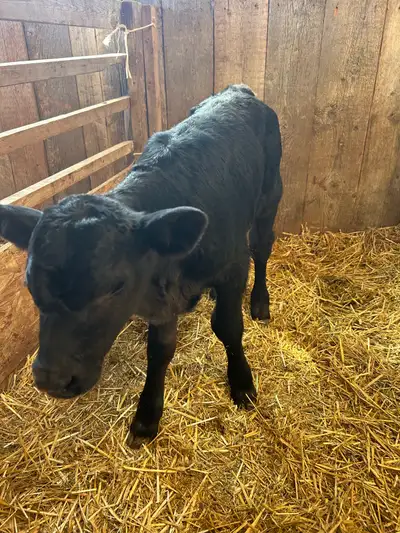 Fresh beef calf for sale. Cash only. Was born yesterday and had colostrum. Cow can’t take care of it...