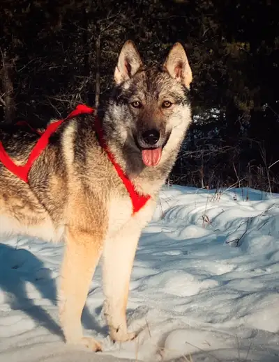 GERMAN SHEPHERD X HUSKY, View more