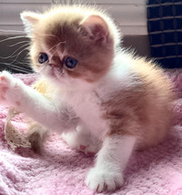 Registered   exotic shorthair Persian kittens  Simply the Best