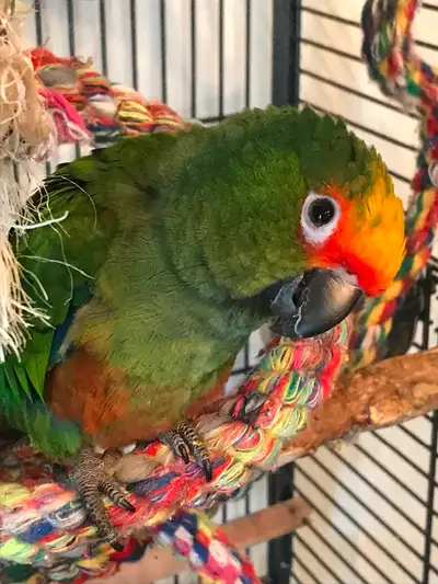 Beautiful, young DNAd male Golden Crowned Conure for rehoming. He’s a year old and semi-tame. He is...