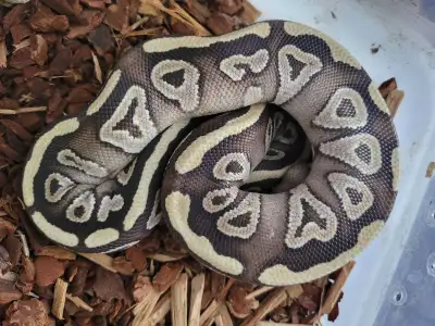 mojave ball pythons, View more